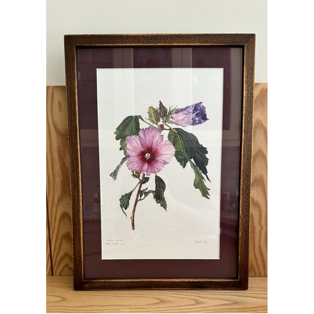 Hibiscus syriacus | AĞAÇ HATMİ