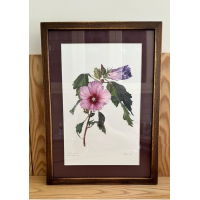 Hibiscus syriacus | AĞAÇ HATMİ