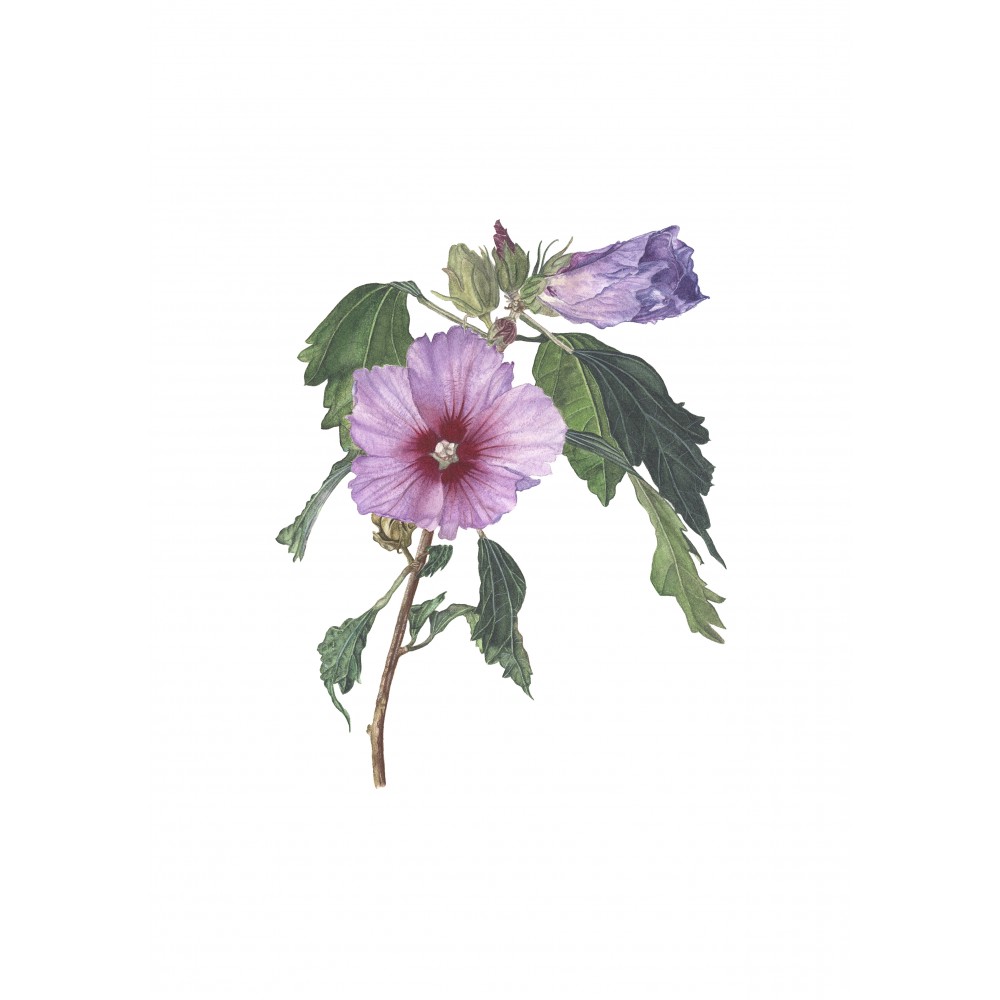 Hibiscus syriacus | AĞAÇ HATMİ