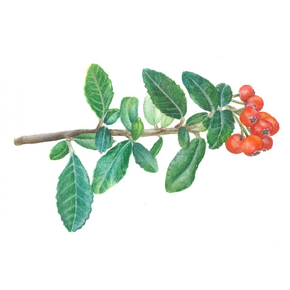 Pyracantha coccinea | ATEŞ DİKENİ