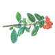 Pyracantha coccinea | ATEŞ DİKENİ