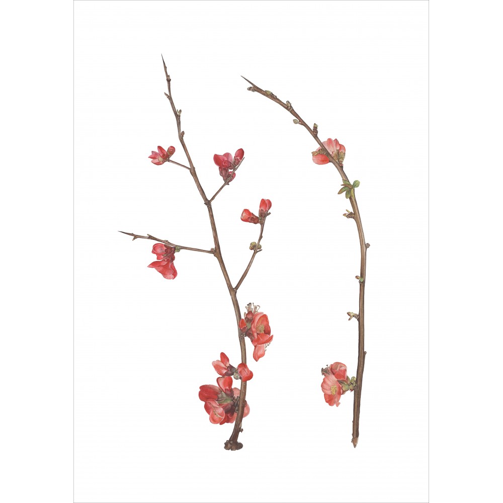 Chaenomeles japonica | JAPON AYVASI