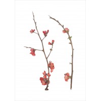 Chaenomeles japonica | JAPON AYVASI