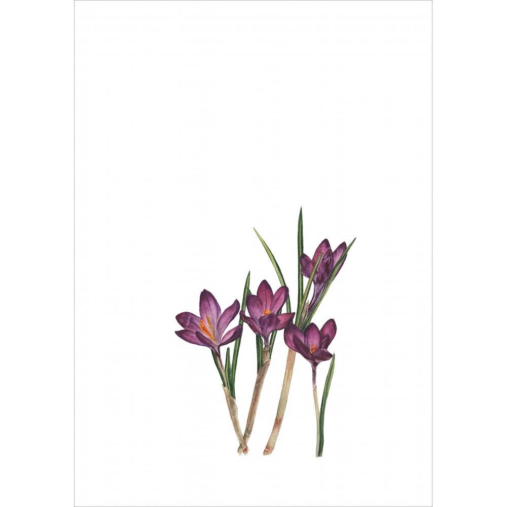 Crocus sp. | ÇİĞDEM