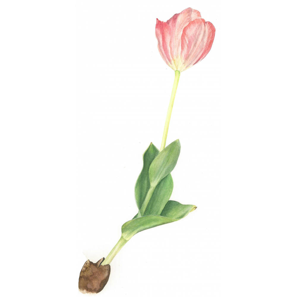 Tulipa sp. | LALE