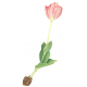 Tulipa sp. | LALE