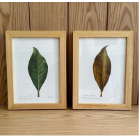 Magnolia grandiflora | 2'Lİ MANOLYA YAPRAK 