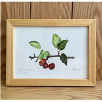 Malus floribunda |SÜS ELMASI