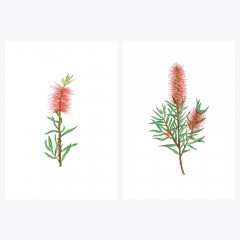 Callistemon sp. l FIRÇA ÇALISI | Fine Art Print Poster Seti