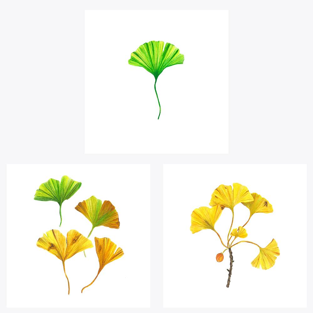 3'lü Ginkgo | Fine Art Print