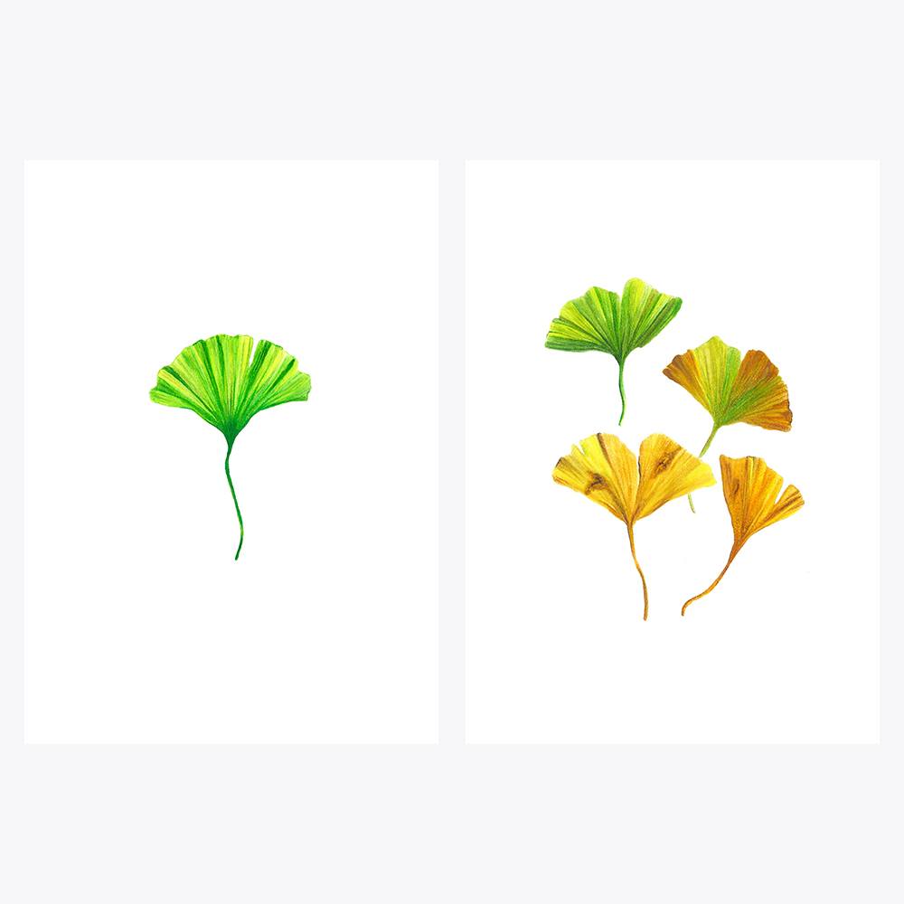 2’li Ginkgo Yaprakları | Fine Art Print