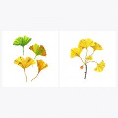 Ginkgo biloba | MABET AĞACI | Fine Art Print Poster Seti