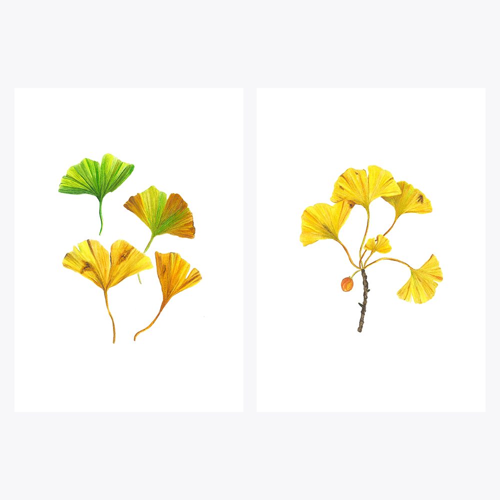 2’li Ginkgo Sonbahar | Fine Art Print