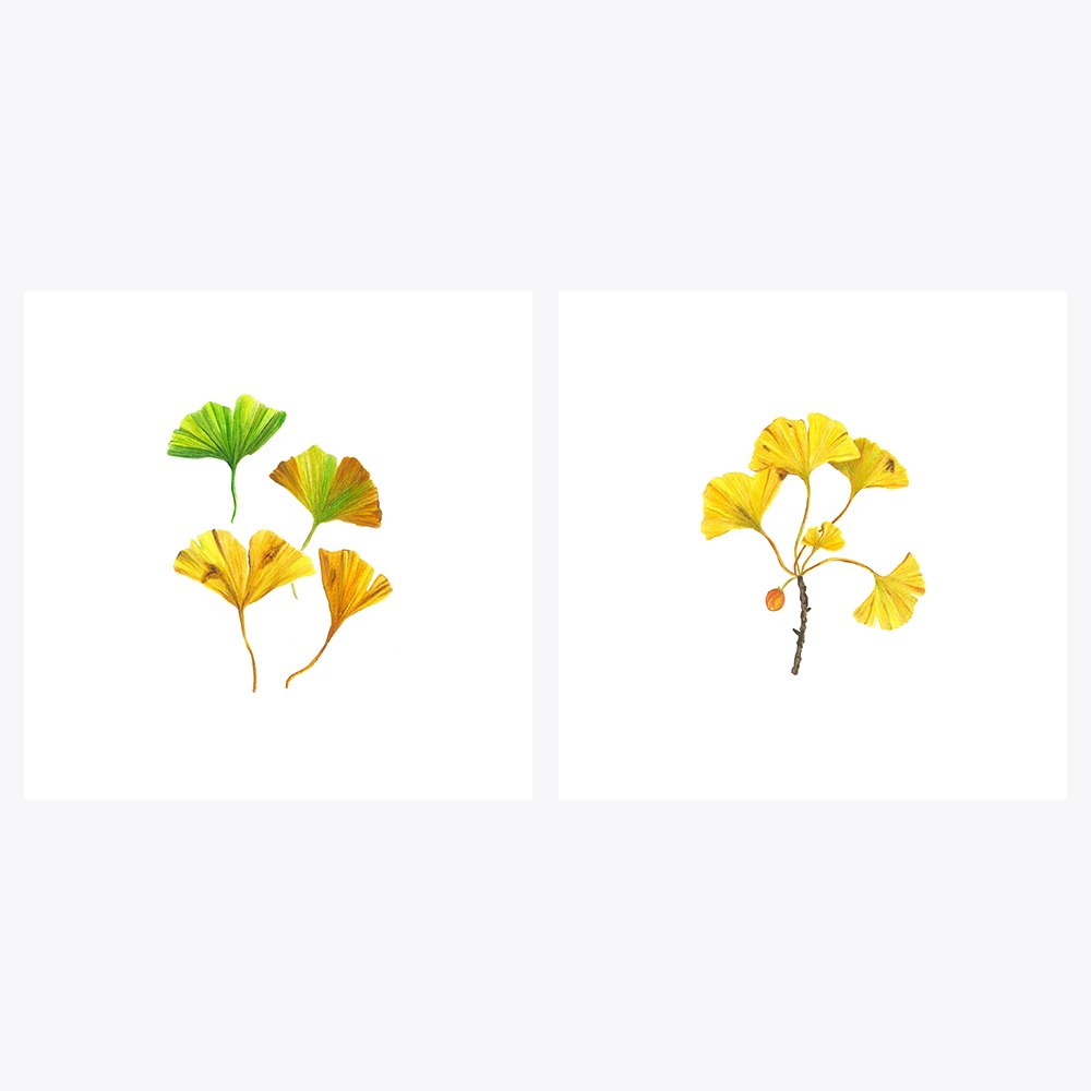 2’li Ginkgo Sonbahar | Fine Art Print