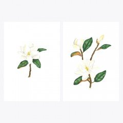 Magnolia sp. | MANOLYA | Fine Art Print Poster Seti
