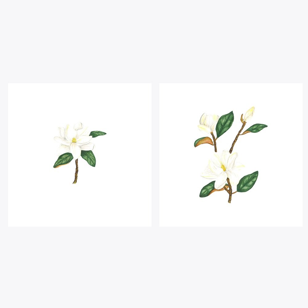 2’li Beyaz Çiçekli Manolya | Fine Art Print