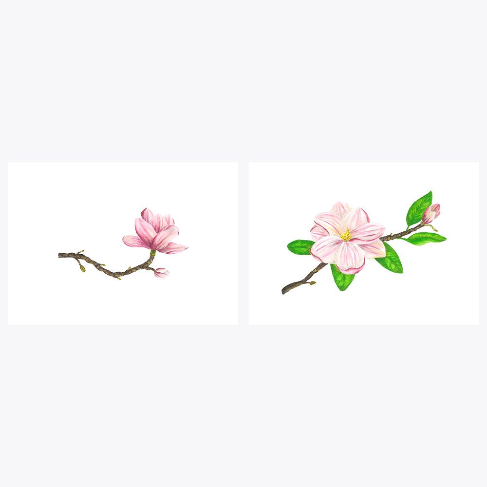 2’li Pembe Manolya Çiçeği