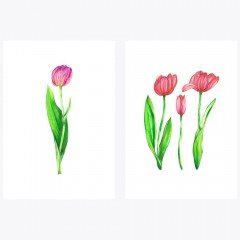 Tulipa sp. | LALE | Fine Art Print Poster Seti