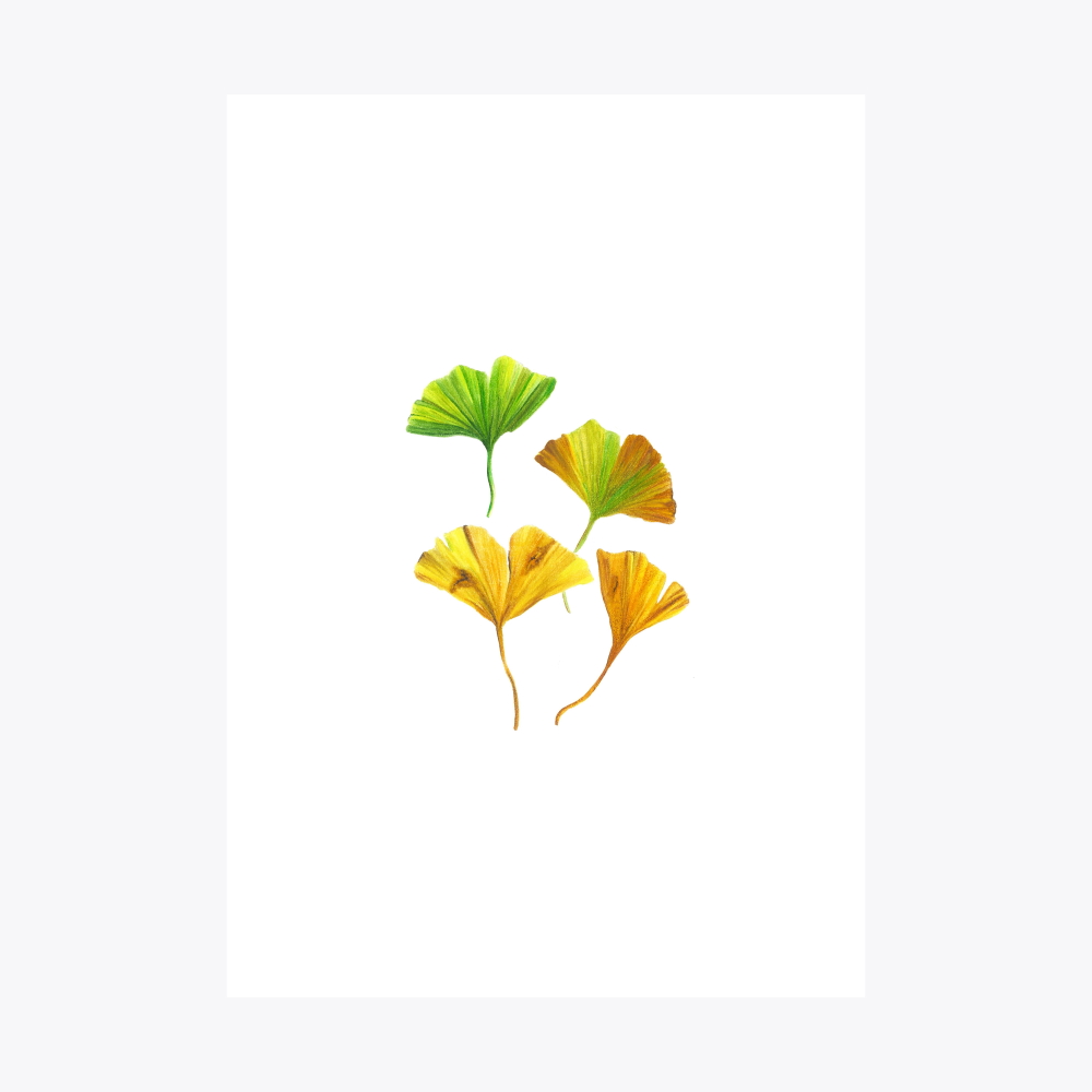 Ginkgo Çoklu Yaprak | Print