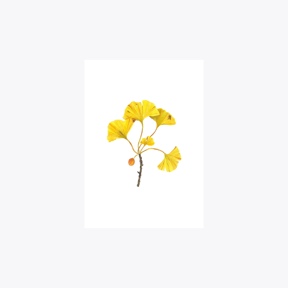 Ginkgo Dal | Fine Art Print