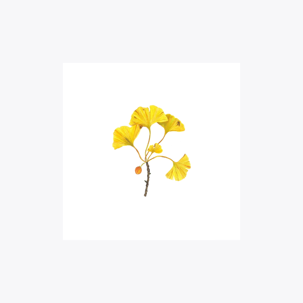 Ginkgo Dal | Fine Art Print