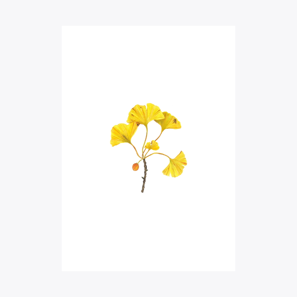 Ginkgo Dal | Fine Art Print