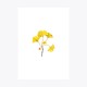 Ginkgo Dal | Fine Art Print