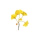 Ginkgo Dal | Fine Art Print