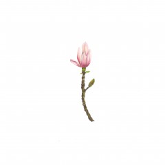 Magnolia sp. | MANOLYA