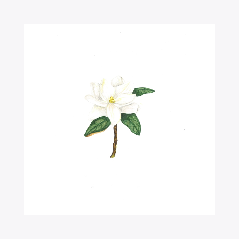 Manolya Çiçek | Print