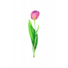 Tulipa sp. | LALE