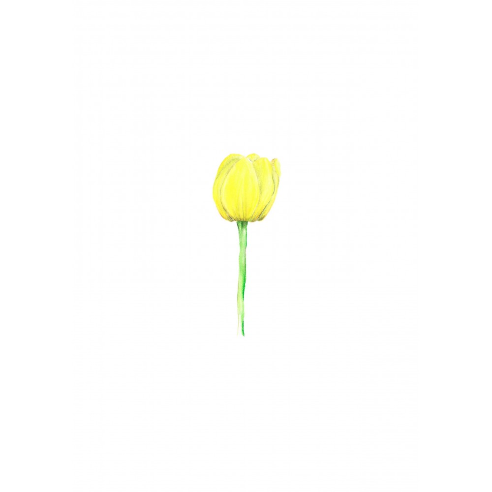 Lale Çiçeği Tekli | Fine Art Print