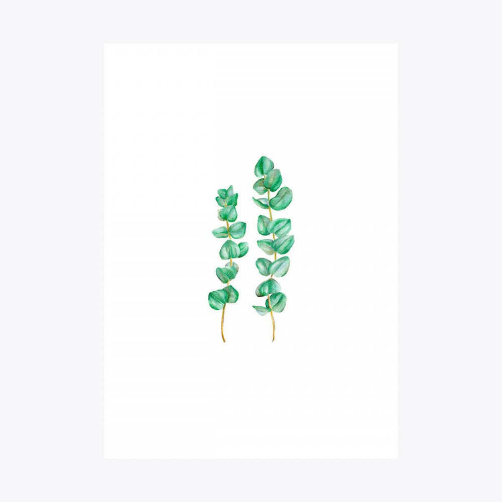 Okaliptus İkili Dal | Fine Art Print