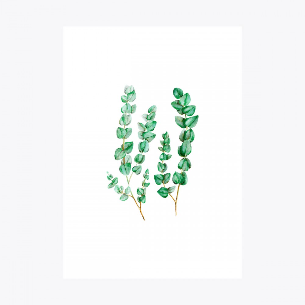 Okaliptus Çoklu Dal | Print
