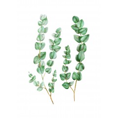 Eucalyptus sp. | OKALİPTUS