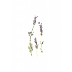 Lavandula angustifolia | LAVANTA