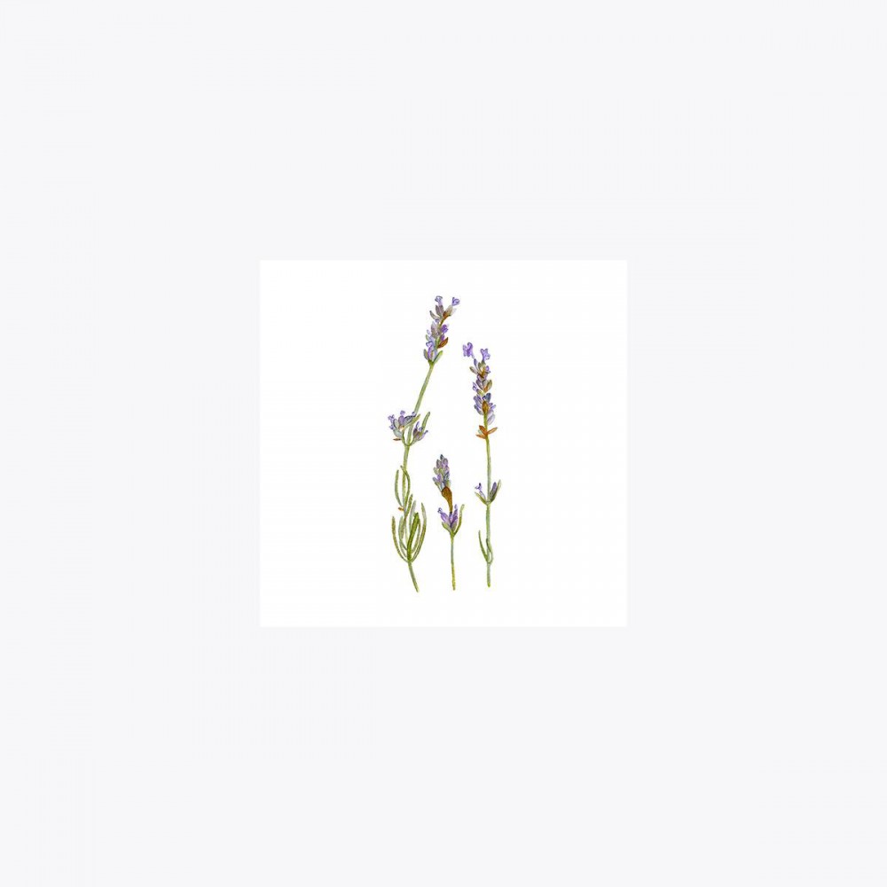 Lavanta Üçlü Çiçek | Print