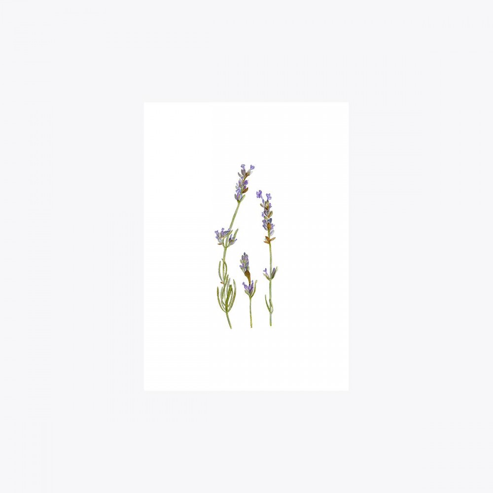 Lavanta Üçlü Çiçek | Fine Art Print