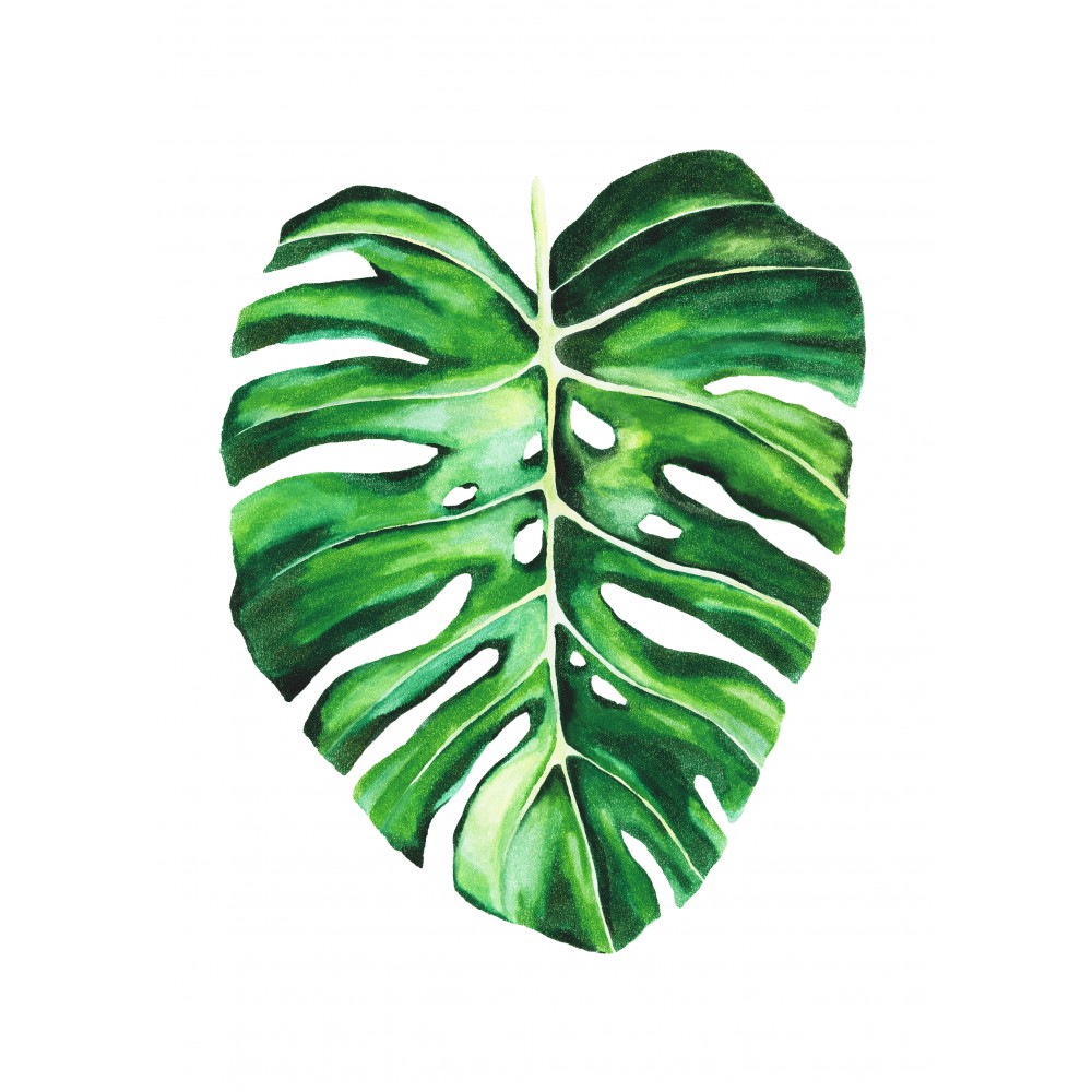 Monstera deliciosa Yaprak | Fine Art Print