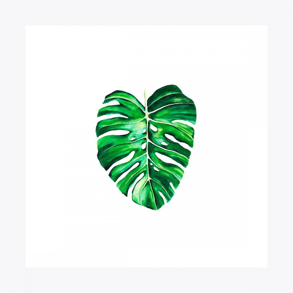 Monstera deliciosa Yaprak | Fine Art Print