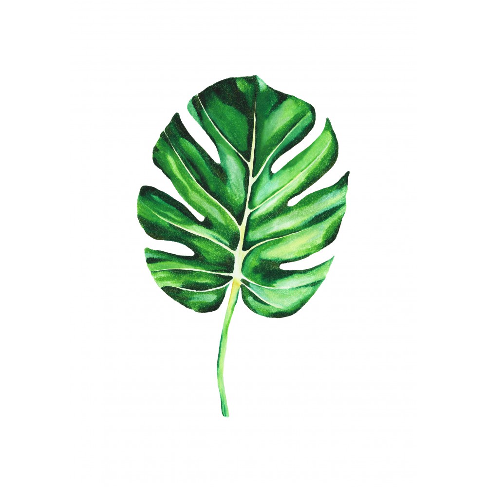 Monstera deliciosa Tekli Yaprak | Print