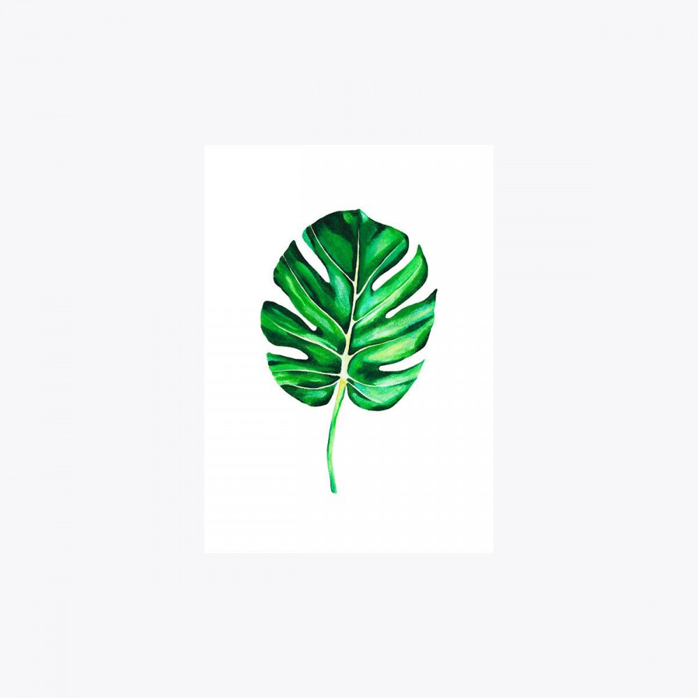 Monstera deliciosa Tekli Yaprak | Fine Art Print