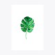 Monstera deliciosa Tekli Yaprak | Fine Art Print