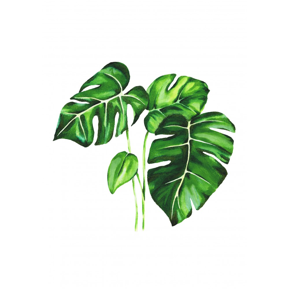 Monstera deliciosa Çoklu Yaprak | Print