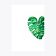 Monstera deliciosa Yaprak Kesit | Print