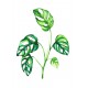 Monstera adansonii Dal | Print