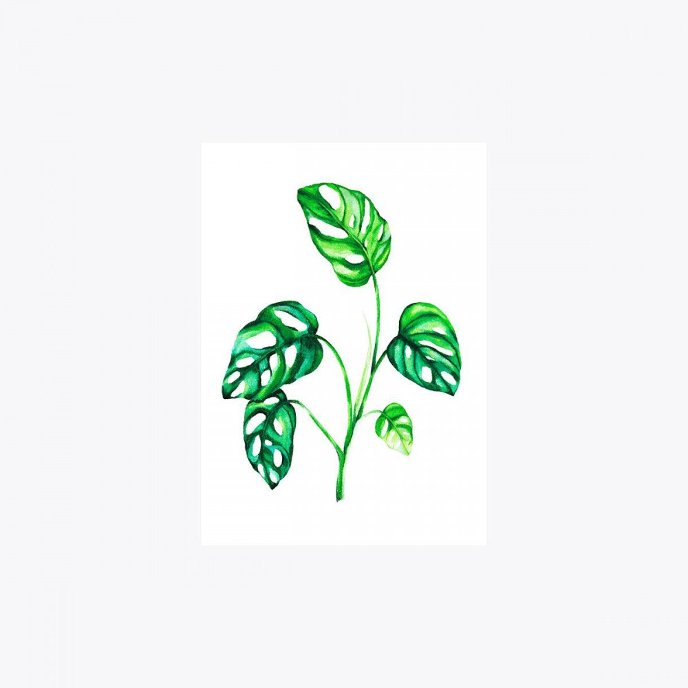 Monstera adansonii Dal | Print