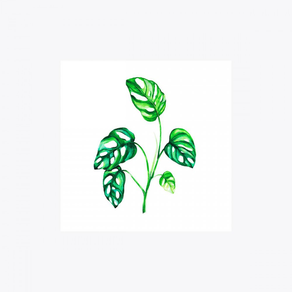 Monstera adansonii Dal | Fine Art Print