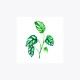 Monstera adansonii Dal | Fine Art Print