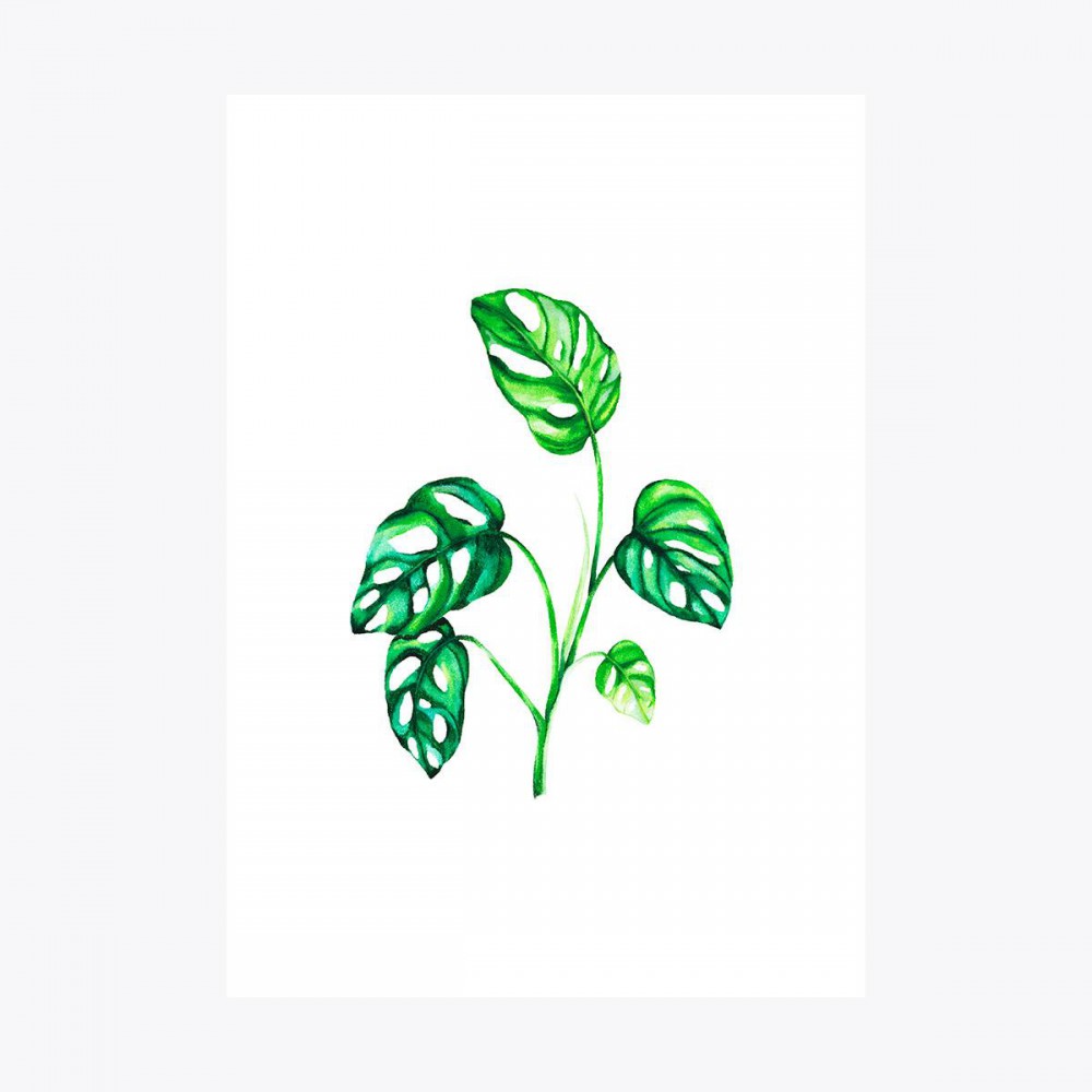 Monstera adansonii Dal | Fine Art Print